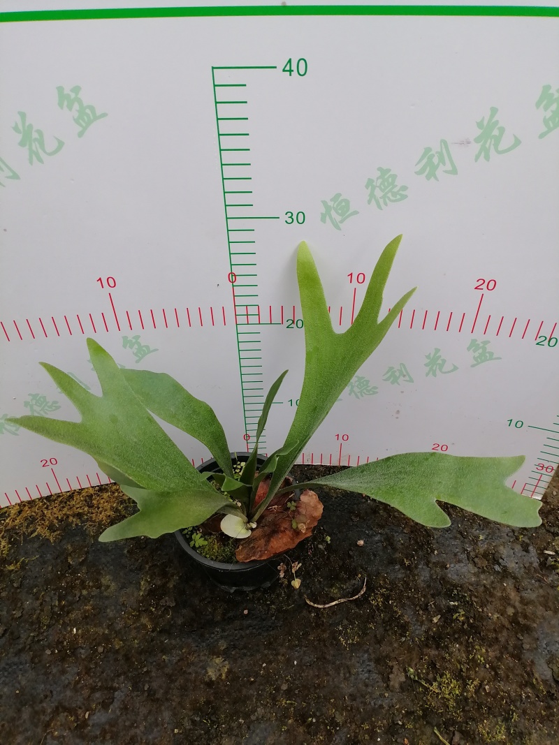 鹿角蕨板植二岐鹿角蕨室内喜阴网红蕨类植物新奇观叶绿植好养