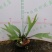 鹿角蕨板植二岐鹿角蕨室内喜阴网红蕨类植物新奇观叶绿植好养
