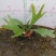 鹿角蕨板植二岐鹿角蕨室内喜阴网红蕨类植物新奇观叶绿植好养