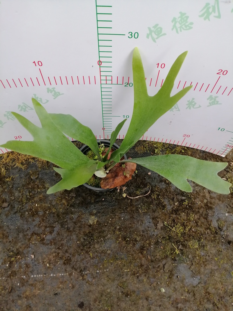 鹿角蕨板植二岐鹿角蕨室内喜阴网红蕨类植物新奇观叶绿植好养