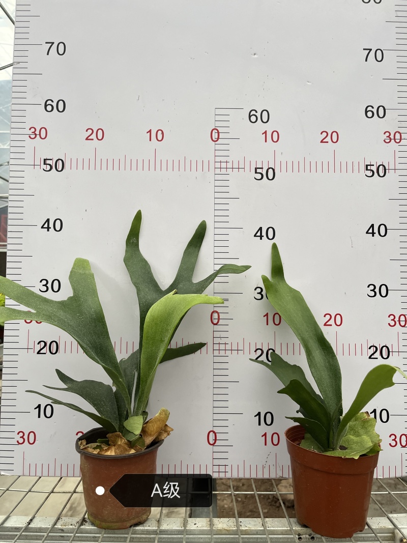 鹿角蕨板植二岐鹿角蕨室内喜阴网红蕨类植物新奇观叶绿植好养