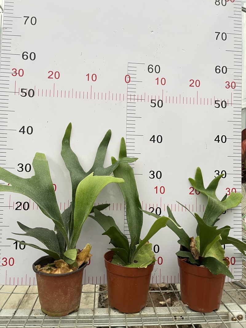 鹿角蕨板植二岐鹿角蕨室内喜阴网红蕨类植物新奇观叶绿植好养