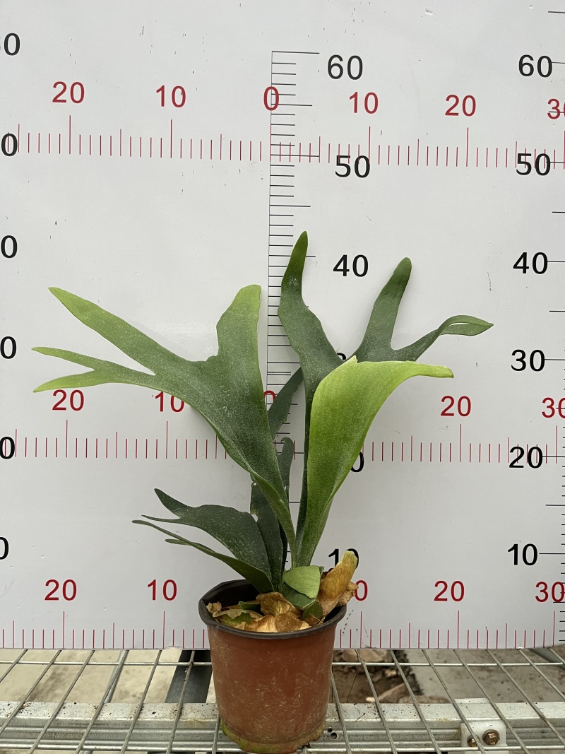 鹿角蕨板植二岐鹿角蕨室内喜阴网红蕨类植物新奇观叶绿植好养