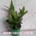 鹿角蕨板植二岐鹿角蕨室内喜阴网红蕨类植物新奇观叶绿植好养