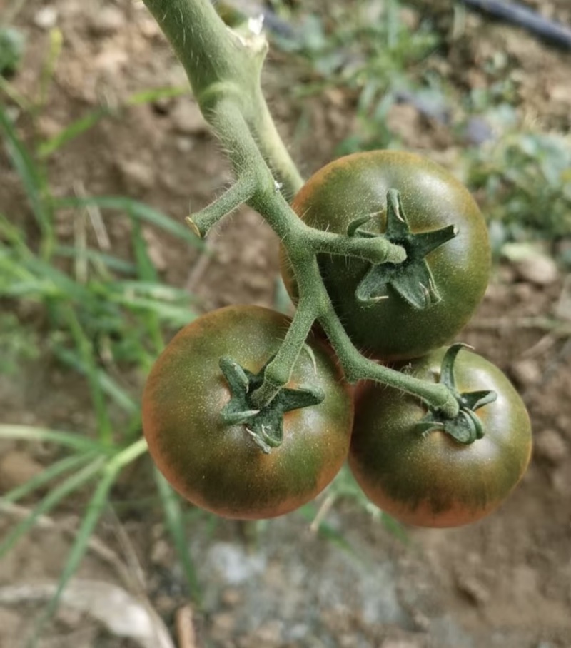 胶东半岛莱西市孙受镇的草莓柿子大量上市了，颜色好，口感好