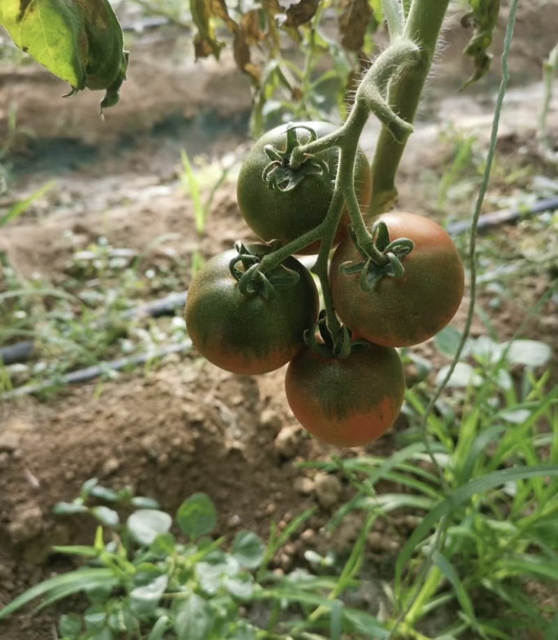 胶东半岛莱西市孙受镇的草莓柿子大量上市了，颜色好，口感好