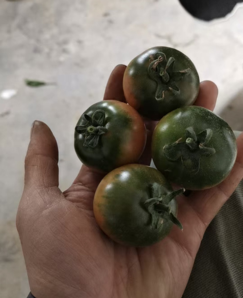 胶东半岛莱西市孙受镇的草莓柿子大量上市了，颜色好，口感好
