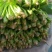 山东聊城大叶菠菜大量供应中专业对接市场电商平台食堂