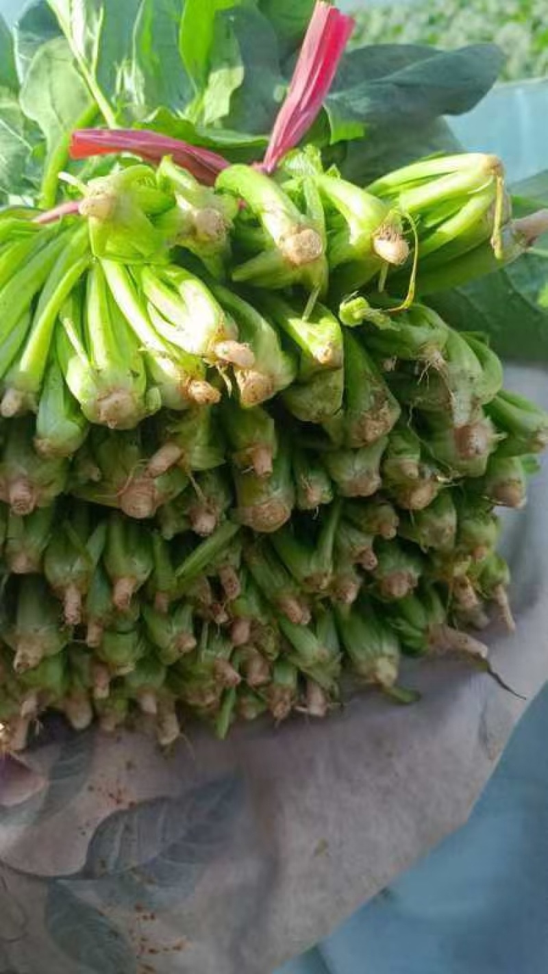 山东聊城大叶菠菜大量供应中专业对接市场电商平台食堂