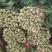 山东聊城大叶菠菜大量供应中专业对接市场电商平台食堂