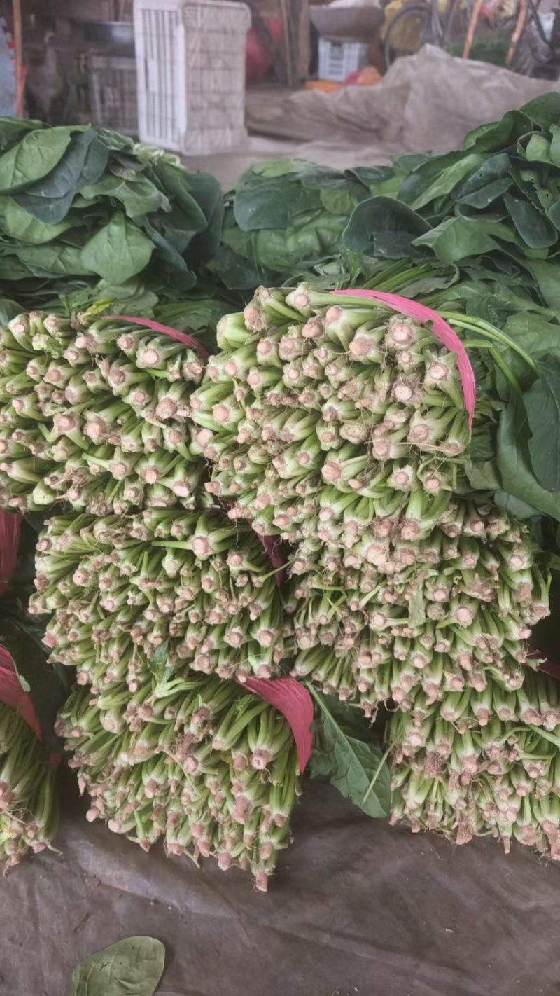 山东聊城大叶菠菜大量供应中专业对接市场电商平台食堂