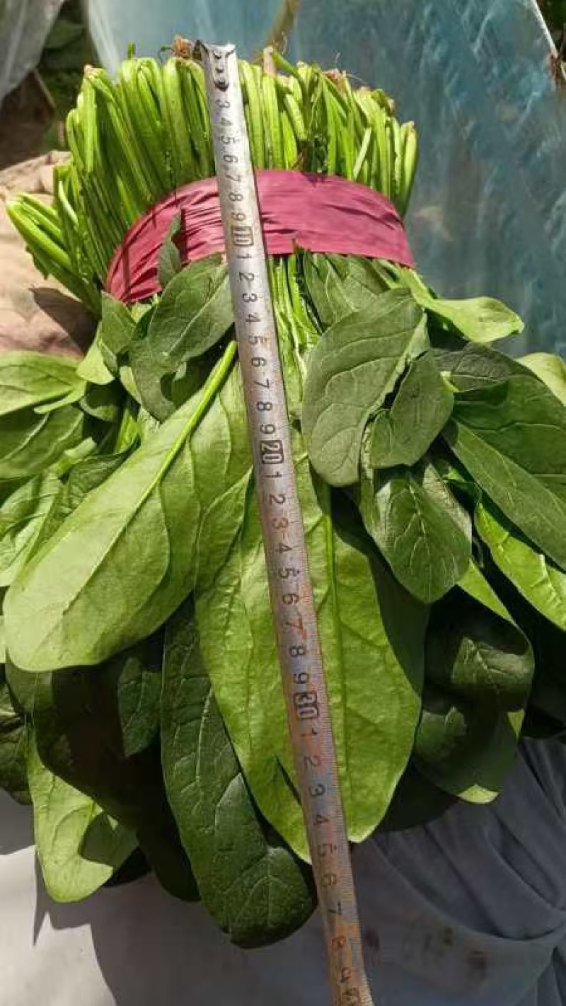 山东聊城大叶菠菜大量供应中专业对接市场电商平台食堂