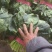 山东聊城大叶菠菜大量供应中专业对接市场电商平台食堂