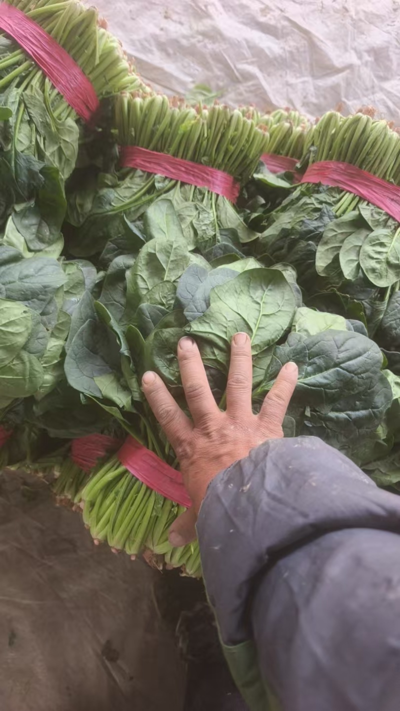 山东聊城大叶菠菜大量供应中专业对接市场电商平台食堂