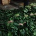 山东聊城大叶菠菜大量供应中专业对接市场电商平台食堂