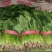 山东聊城大叶菠菜大量供应中专业对接市场电商平台食堂