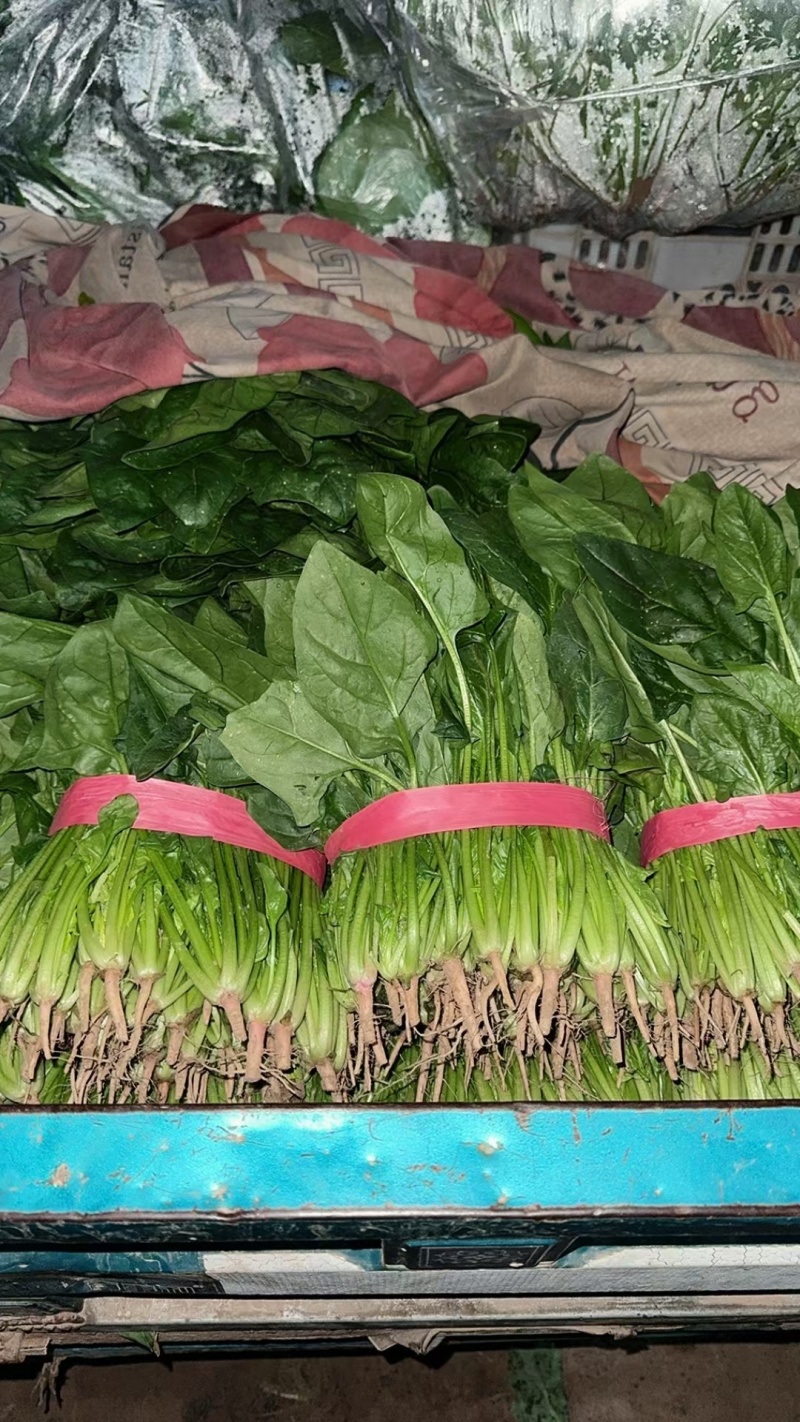 山东聊城大叶菠菜大量供应中专业对接市场电商平台食堂