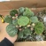 小盼菩提盆栽中式禅意绿植带果办公室桌面客厅摆件观叶菩提树