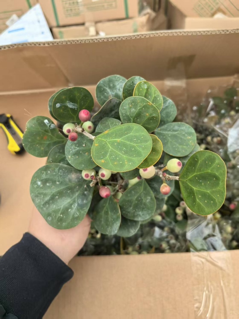小盼菩提盆栽中式禅意绿植带果办公室桌面客厅摆件观叶菩提树