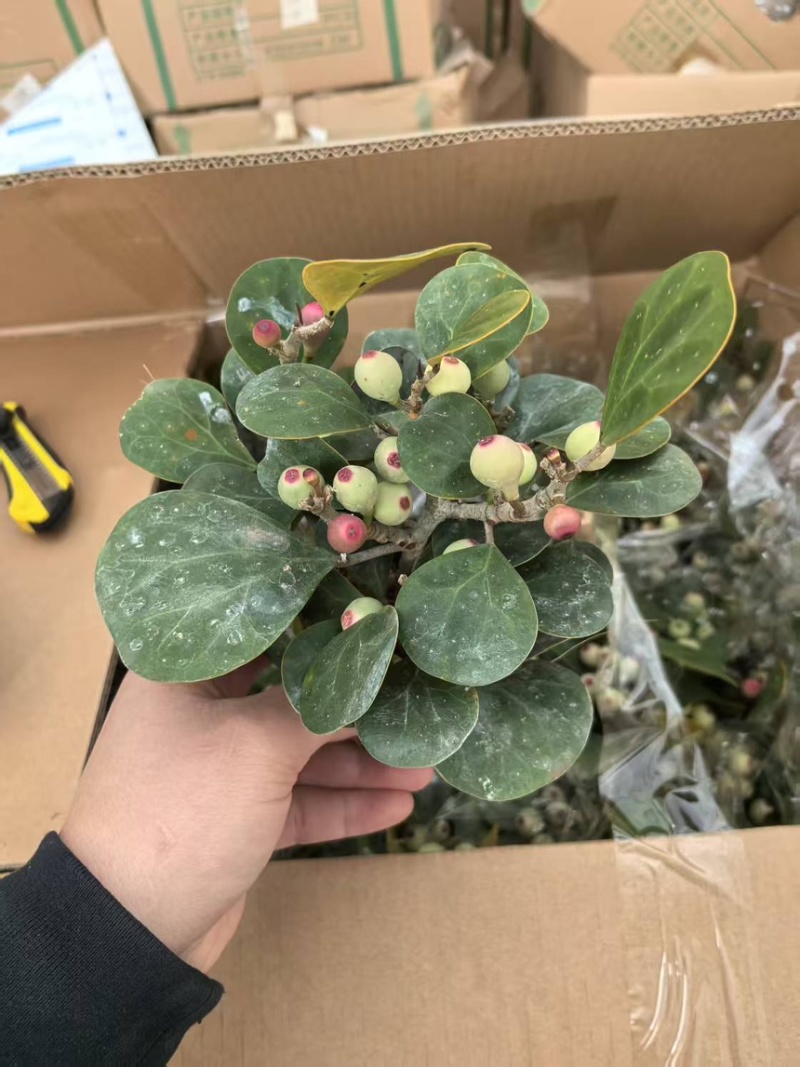 小盼菩提盆栽中式禅意绿植带果办公室桌面客厅摆件观叶菩提树