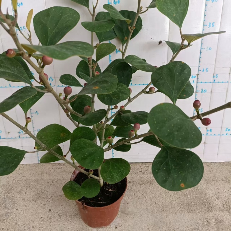 小盼菩提盆栽中式禅意绿植带果办公室桌面客厅摆件观叶菩提树
