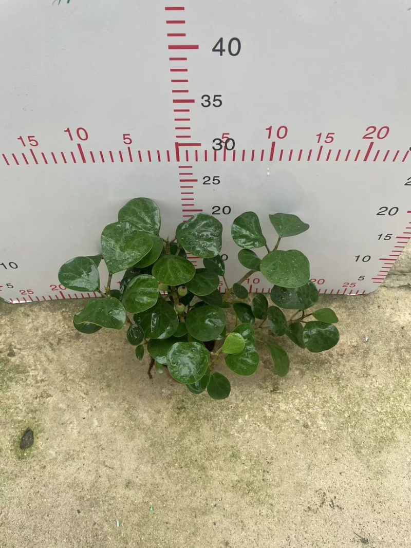 小盼菩提盆栽中式禅意绿植带果办公室桌面客厅摆件观叶菩提树