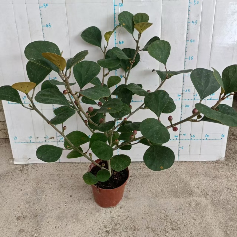 小盼菩提盆栽中式禅意绿植带果办公室桌面客厅摆件观叶菩提树