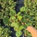 小盼菩提盆栽中式禅意绿植带果办公室桌面客厅摆件观叶菩提树