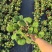 小盼菩提盆栽中式禅意绿植带果办公室桌面客厅摆件观叶菩提树
