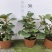 小盼菩提盆栽中式禅意绿植带果办公室桌面客厅摆件观叶菩提树