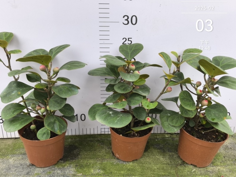 小盼菩提盆栽中式禅意绿植带果办公室桌面客厅摆件观叶菩提树