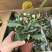 小盼菩提盆栽中式禅意绿植带果办公室桌面客厅摆件观叶菩提树