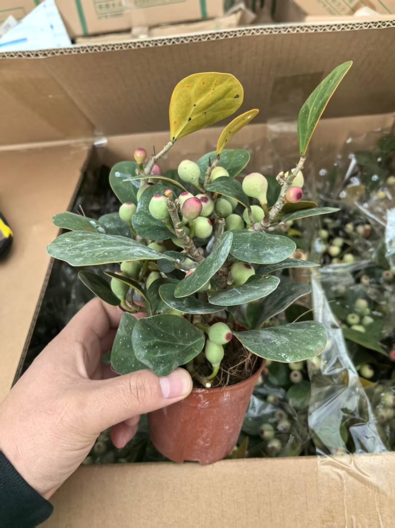 小盼菩提盆栽中式禅意绿植带果办公室桌面客厅摆件观叶菩提树