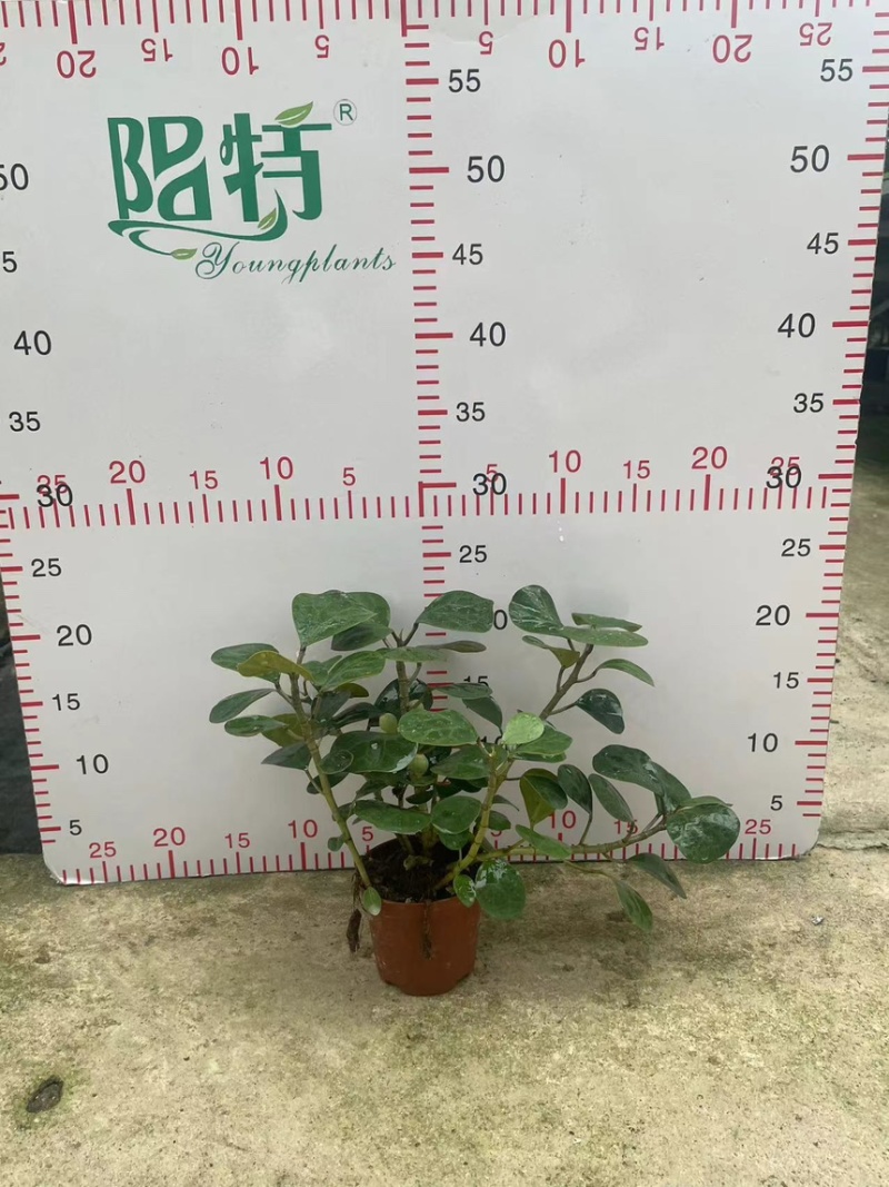 小盼菩提盆栽中式禅意绿植带果办公室桌面客厅摆件观叶菩提树