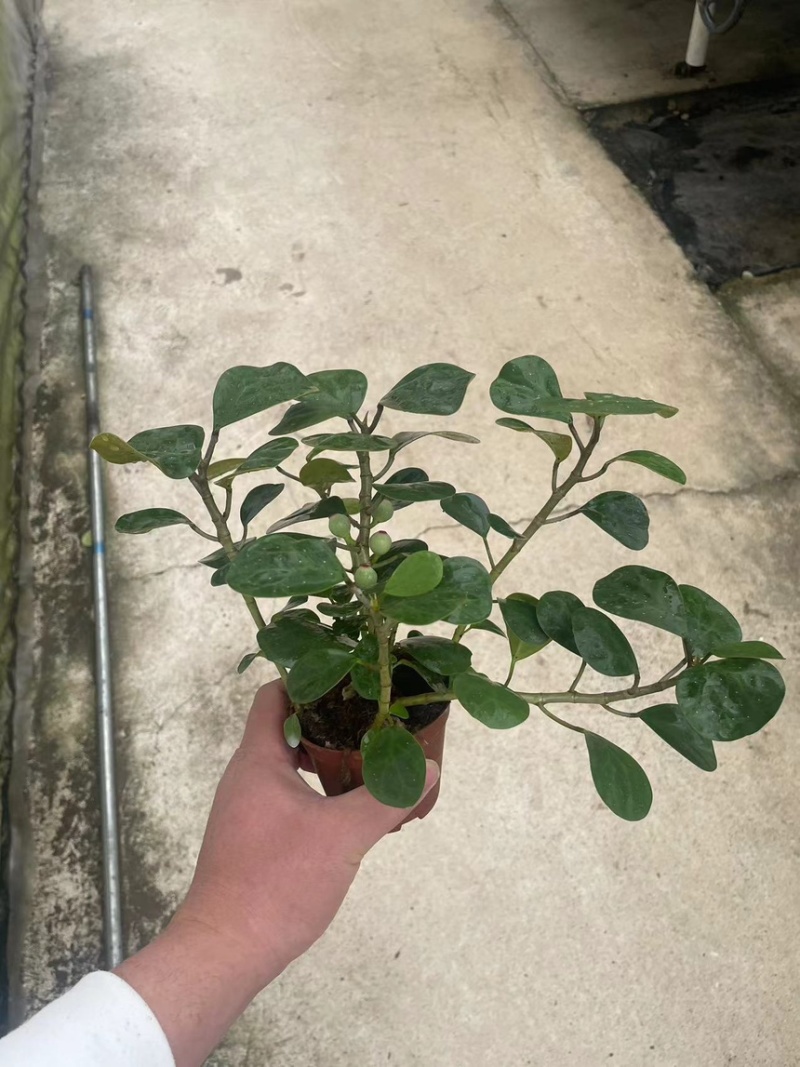 小盼菩提盆栽中式禅意绿植带果办公室桌面客厅摆件观叶菩提树