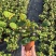 小盼菩提盆栽中式禅意绿植带果办公室桌面客厅摆件观叶菩提树