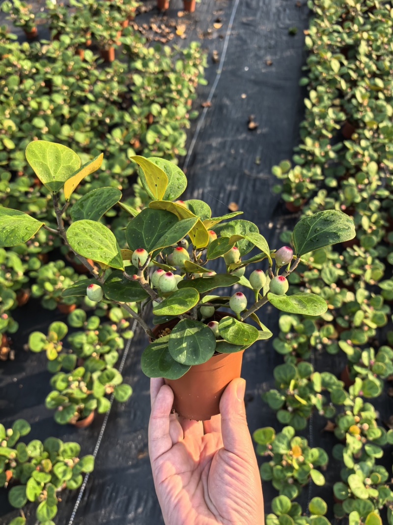 小盼菩提盆栽中式禅意绿植带果办公室桌面客厅摆件观叶菩提树