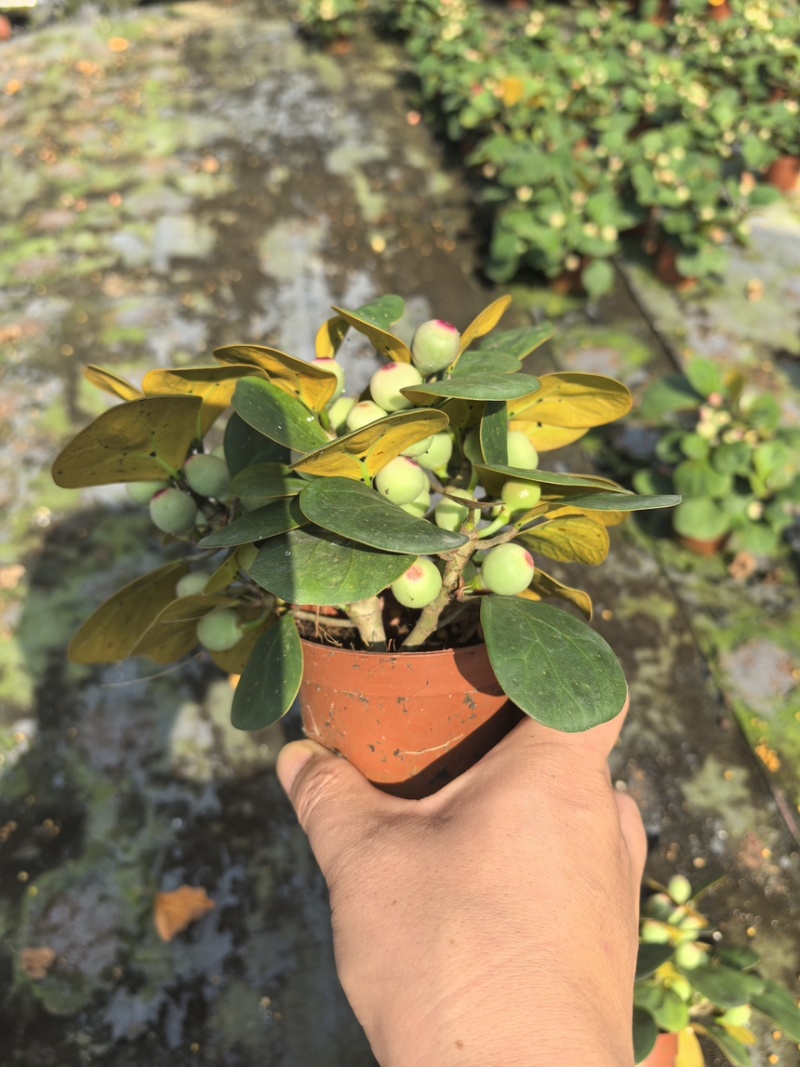 小盼菩提盆栽中式禅意绿植带果办公室桌面客厅摆件观叶菩提树