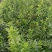 陕西连翘高70厘米冠幅30厘米杯子13/15厘米