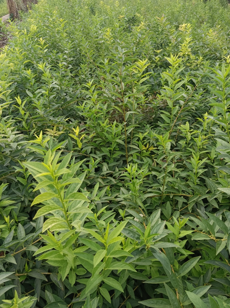 陕西连翘高70厘米冠幅30厘米杯子13/15厘米