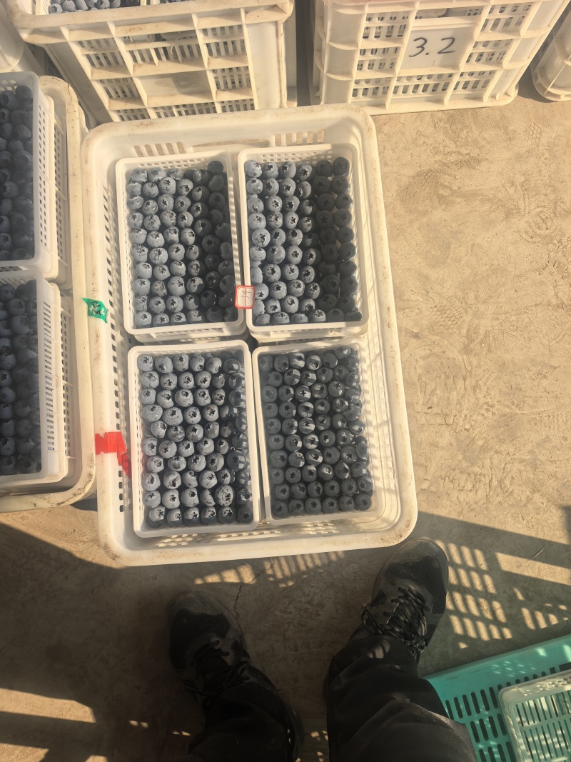 精品蓝莓质量保证量大从优一手货源新鲜采摘