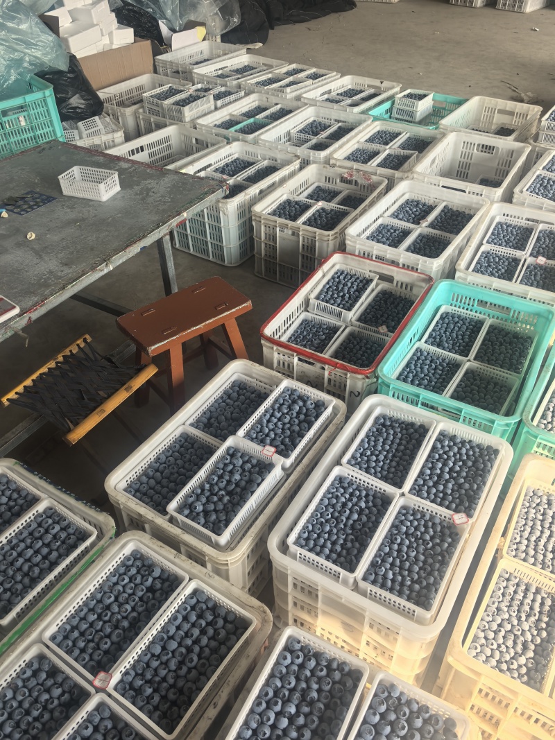 精品蓝莓质量保证量大从优一手货源新鲜采摘
