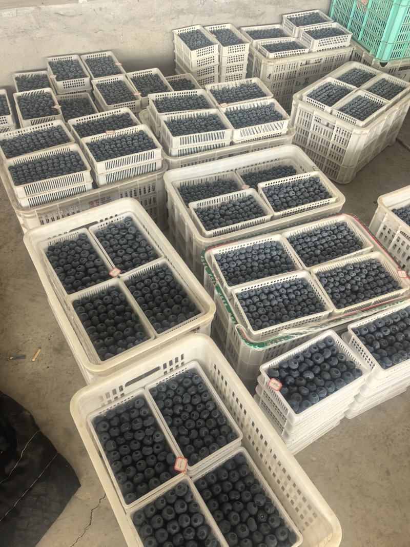 精品蓝莓质量保证量大从优一手货源新鲜采摘