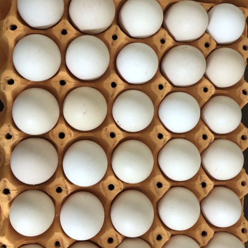 新鲜粉蛋红壳鸡蛋白鸡蛋
