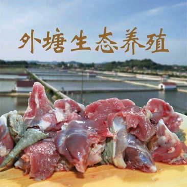 中华草龟肉外塘草龟批发源头