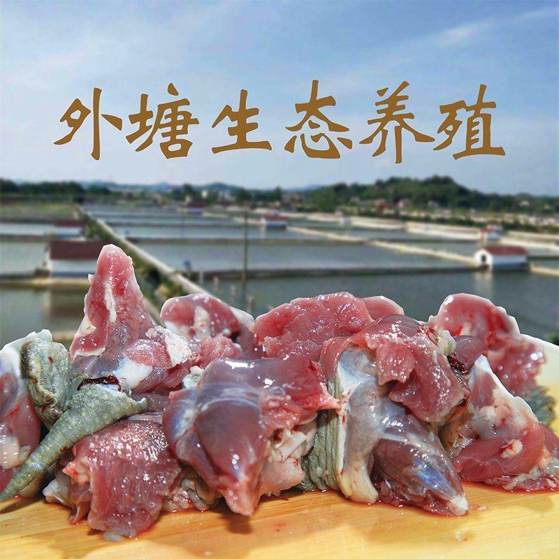 中华草龟肉外塘草龟批发源头