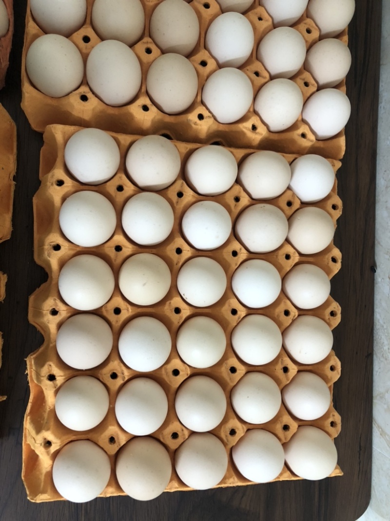 新鲜粉蛋红壳鸡蛋白鸡蛋