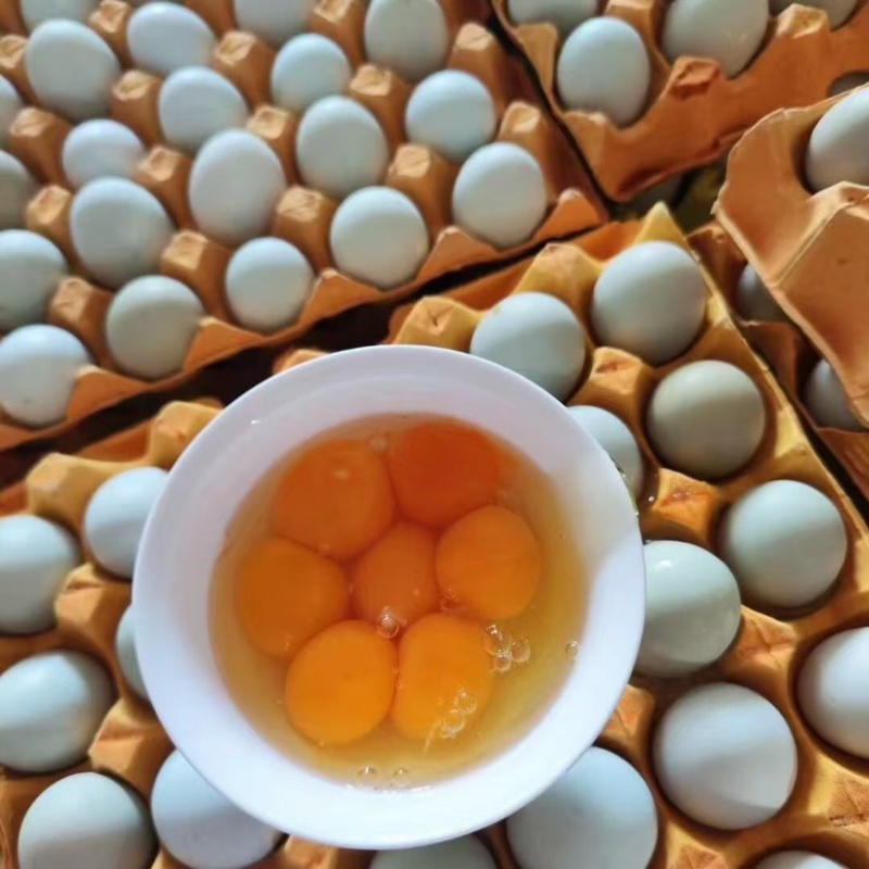 新鲜粉蛋红壳鸡蛋白鸡蛋