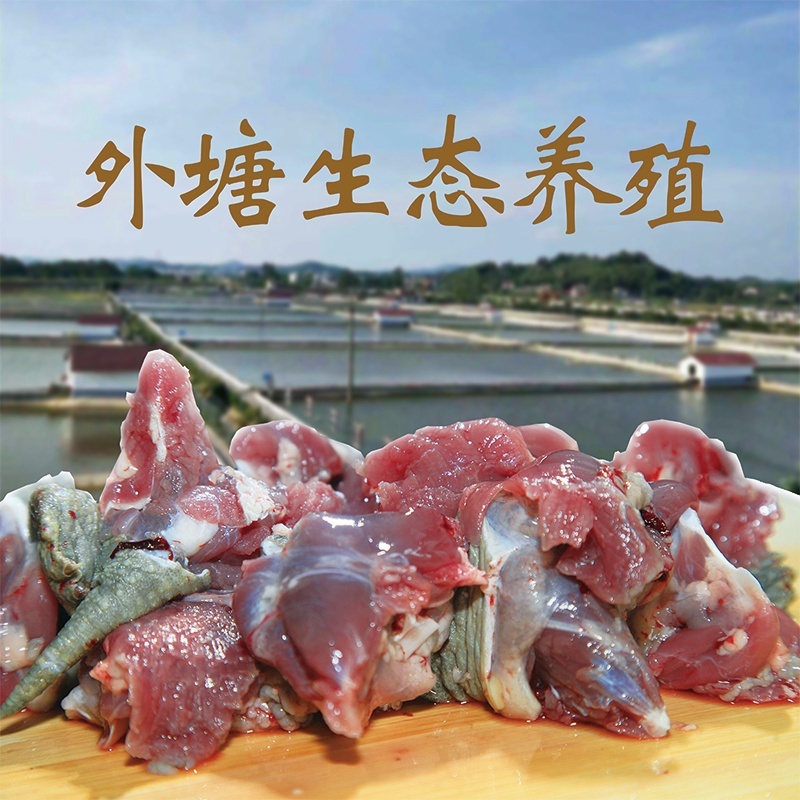 中华草龟肉外塘草龟批发源头