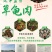 中华草龟肉外塘草龟批发源头